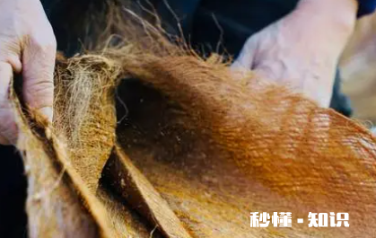 棕垫长虫子怎样消灭 棕垫夏天会不会生出好多虫子