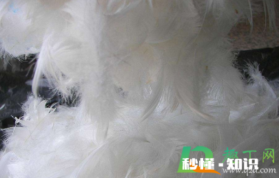 羽绒有鸭味道怎么去除 羽绒服有鸭毛味是不是说明质量差