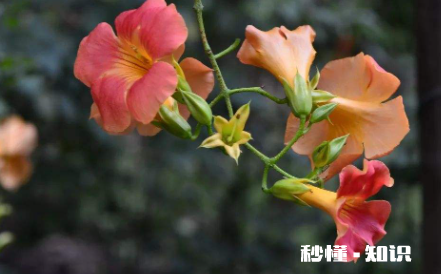 花里的蚂蚁怎么处理 蚂蚁对花草有没有害处