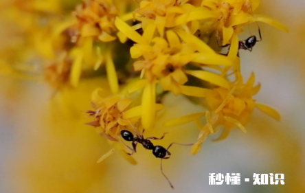 花里的蚂蚁怎么处理 蚂蚁对花草有没有害处