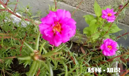 花里的蚂蚁怎么处理 蚂蚁对花草有没有害处