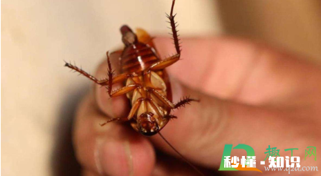 家里有蟑螂用什么拖地可以去除 用84拖地能驱赶蟑螂吗