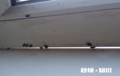 为什么窗户边死的虫子多 窗户边有很多小飞虫怎么处理