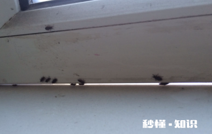 为什么窗户边死的虫子多 窗户边有很多小飞虫怎么处理