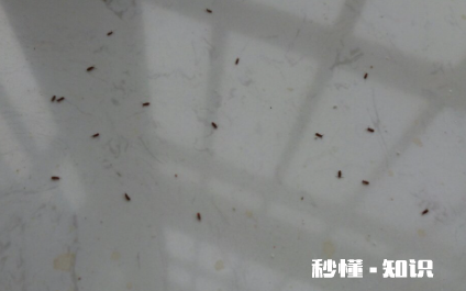为什么窗户边死的虫子多 窗户边有很多小飞虫怎么处理