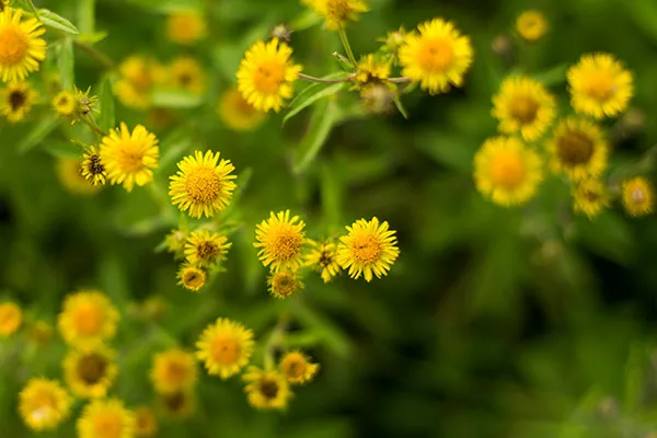 姜水泡脚的禁忌 姜水泡脚的注意事项有哪些