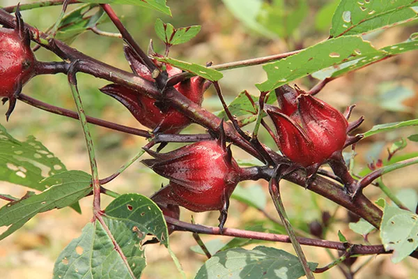 菊花泡水喝的禁忌 菊花泡水喝有哪些注意事项