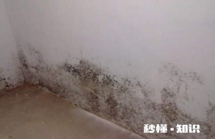 怎么贴墙纸不会发霉 墙纸发霉的房间能住吗