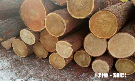 杉木是实木的一种吗 为什么现在不用杉木做家具