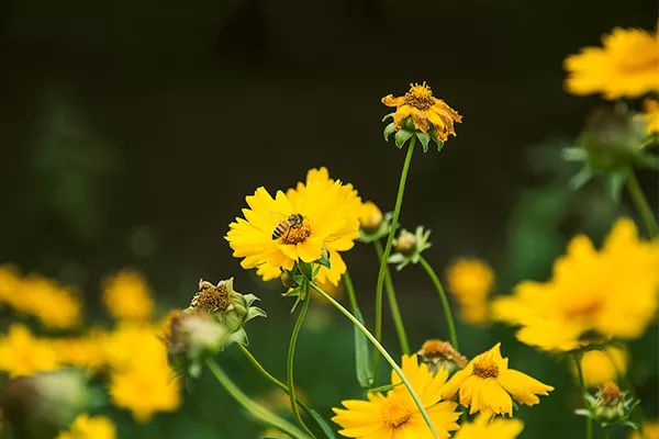 菠萝的功效与作用及禁忌 菠萝有哪些功效和禁忌