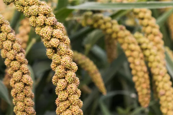 构树穗的功效与作用禁忌 构树穗有哪些功效与禁忌