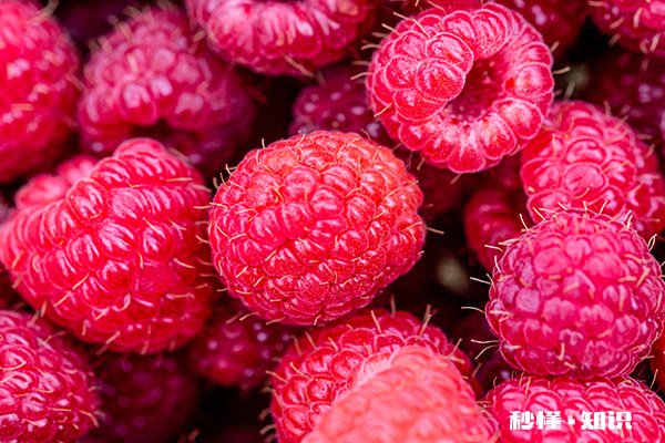 构树穗的功效与作用禁忌 构树穗有哪些功效与禁忌