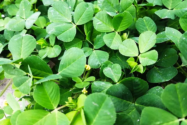 哪些人不能吃苜蓿 吃苜蓿有什么好处