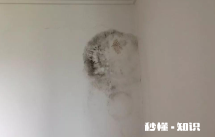 卧室墙面发霉对身体健康有影响吗 墙发霉用什么办法能解决