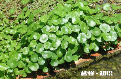 儿童房适合养什么植物 婴儿房间可以养花吗