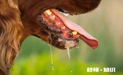 我得了狂犬病我不想死怎么办 狂犬病的早期还有救吗