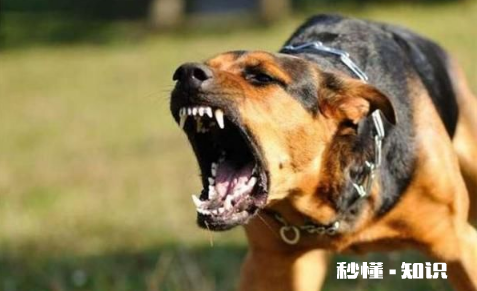 我得了狂犬病我不想死怎么办 狂犬病的早期还有救吗