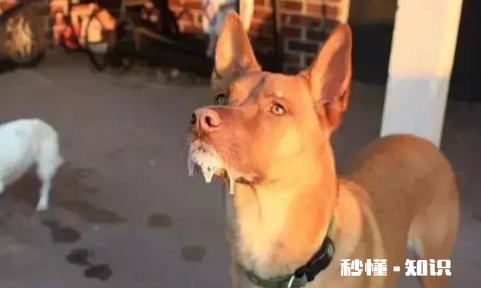 我得了狂犬病我不想死怎么办 狂犬病的早期还有救吗