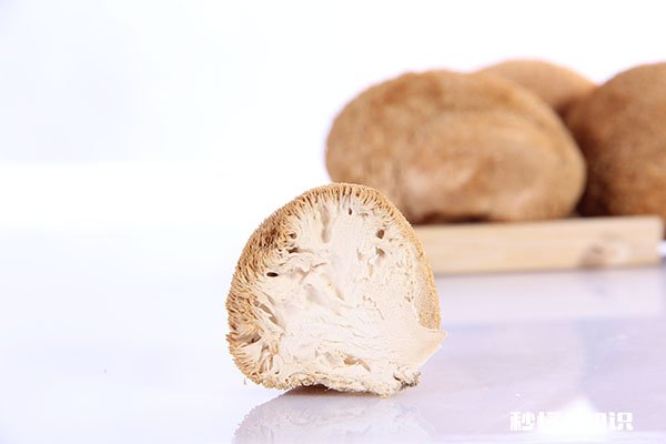 吃猴头菇的禁忌 吃猴头菇有哪些注意事项