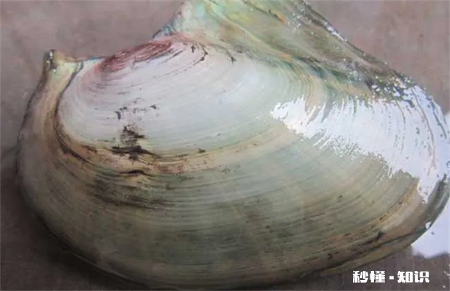 河水里的河蚌能吃吗 湖里的河蚌能吃吗