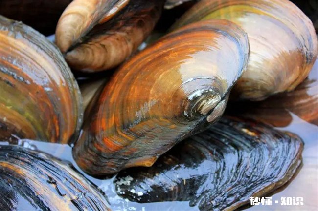 河水里的河蚌能吃吗 湖里的河蚌能吃吗