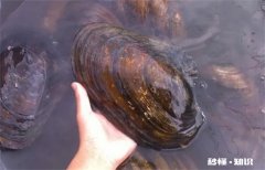河水里的河蚌能吃吗 湖里的河蚌能吃吗