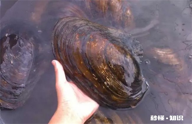 河水里的河蚌能吃吗 湖里的河蚌能吃吗
