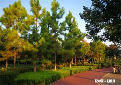 晨跑几点开始比较好 晨跑几点开始比较好呢