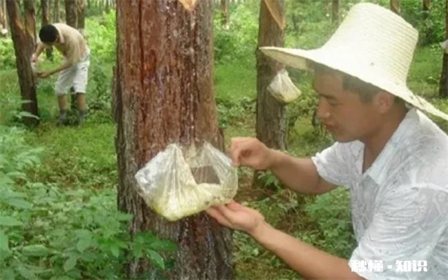 松香对人体有没有害 松香对人体有什么好处