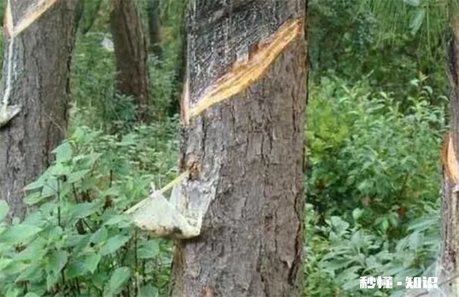 松香对人体有没有害 松香对人体有什么好处