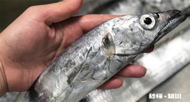 带鱼可以养殖吗 能养殖带鱼吗