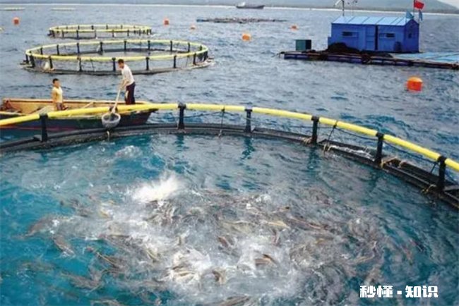 带鱼可以养殖吗 能养殖带鱼吗