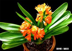 哪些植物送老师的寓意好 送老师应该送什么植物