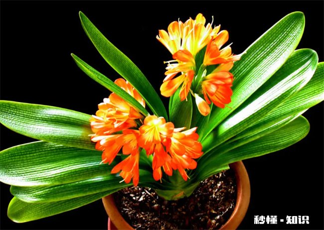 哪些植物送老师的寓意好 送老师应该送什么植物