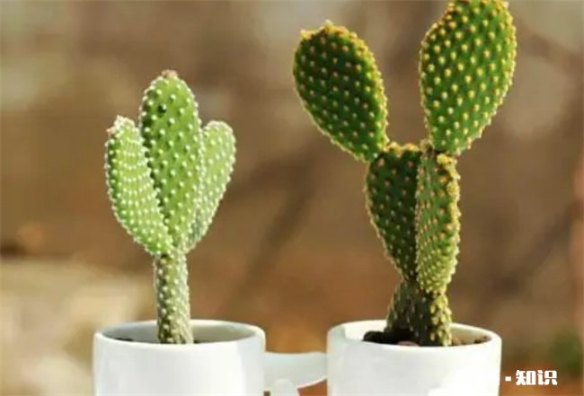 哪些植物送老师的寓意好 送老师应该送什么植物