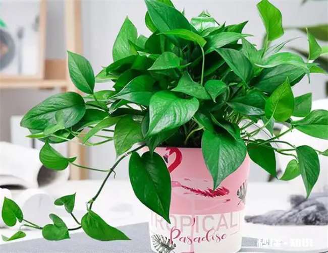 哪些植物送老师的寓意好 送老师应该送什么植物