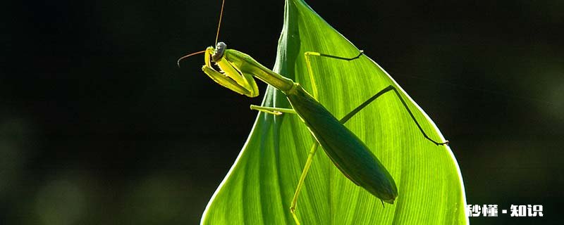 昆虫记中螳螂的特点 昆虫记里螳螂的特征
