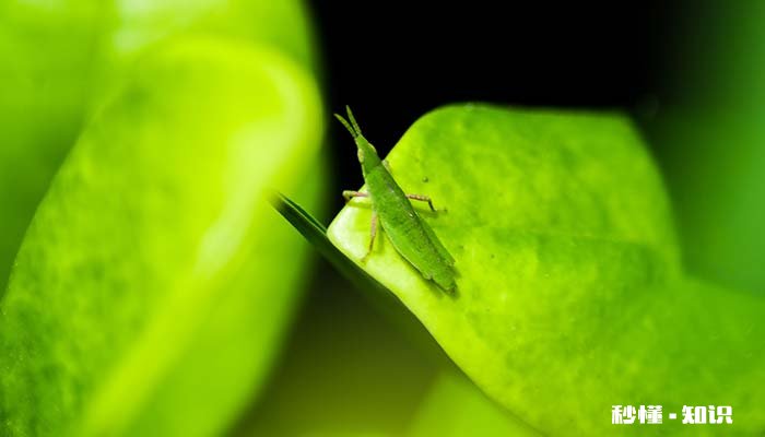 昆虫记中螳螂的特点 昆虫记里螳螂的特征