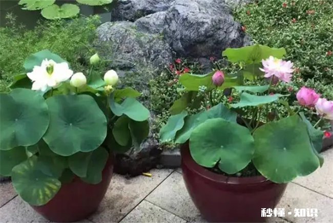 庭院水缸能种铜钱草吗 铜钱草可以放鱼缸当水草养吗