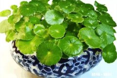 庭院水缸能种铜钱草吗 铜钱草可以放鱼缸当水草养吗