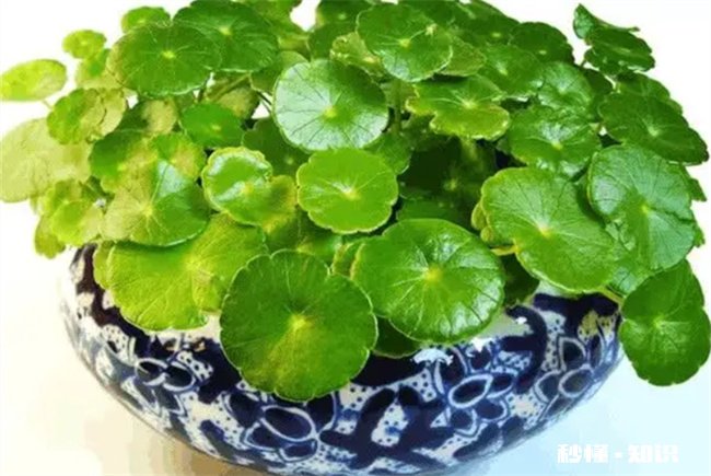 庭院水缸能种铜钱草吗 铜钱草可以放鱼缸当水草养吗