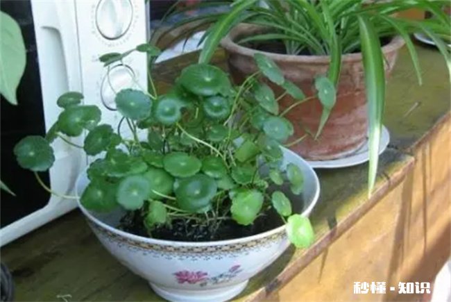 庭院水缸能种铜钱草吗 铜钱草可以放鱼缸当水草养吗