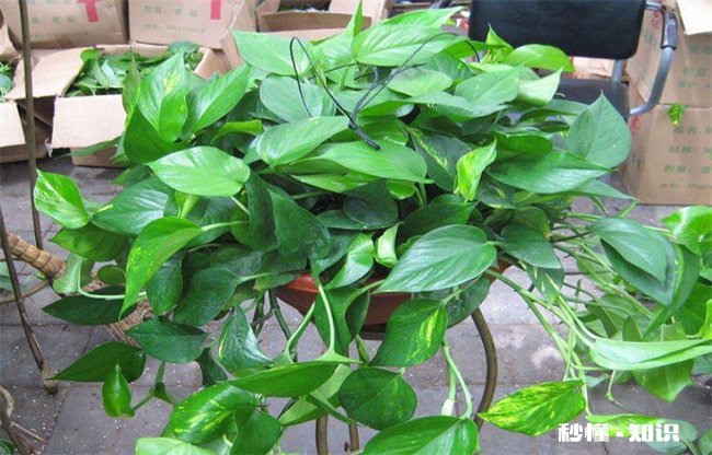 绿萝和活性炭除甲醛哪个好 绿萝和活性炭除甲醛哪个好一点