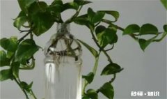 绿萝营养液是直接浇在上面还是兑水浇了 绿萝浇营养液怎么浇