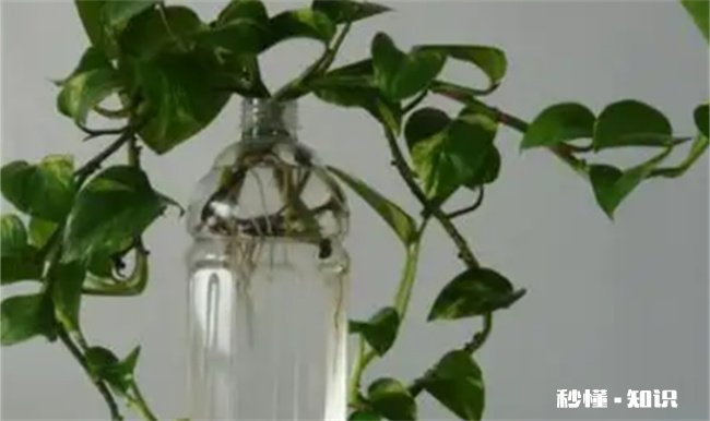 绿萝营养液是直接浇在上面还是兑水浇了 绿萝浇营养液怎么浇