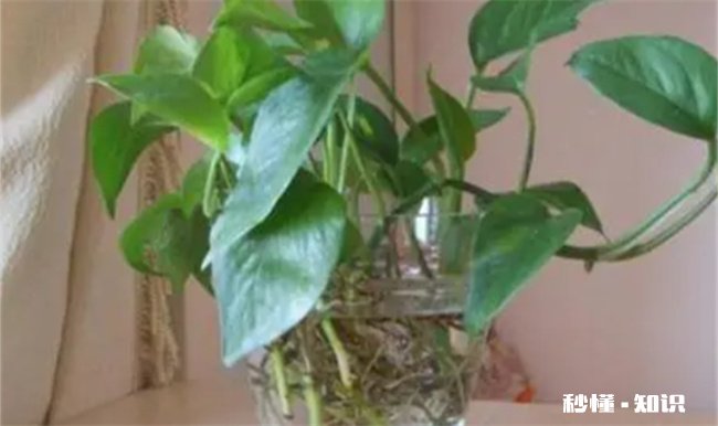 绿萝营养液是直接浇在上面还是兑水浇了 绿萝浇营养液怎么浇