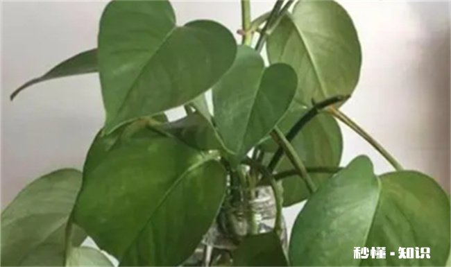 绿萝营养液是直接浇在上面还是兑水浇了 绿萝浇营养液怎么浇