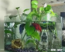 绿萝可以放鱼缸里和鱼一起养吗 绿萝有毒可以在鱼缸里和鱼一起养吗