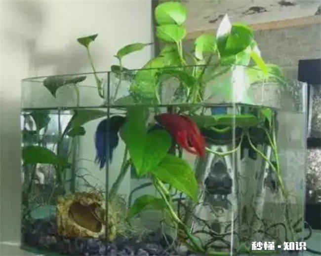 绿萝可以放鱼缸里和鱼一起养吗 绿萝有毒可以在鱼缸里和鱼一起养吗
