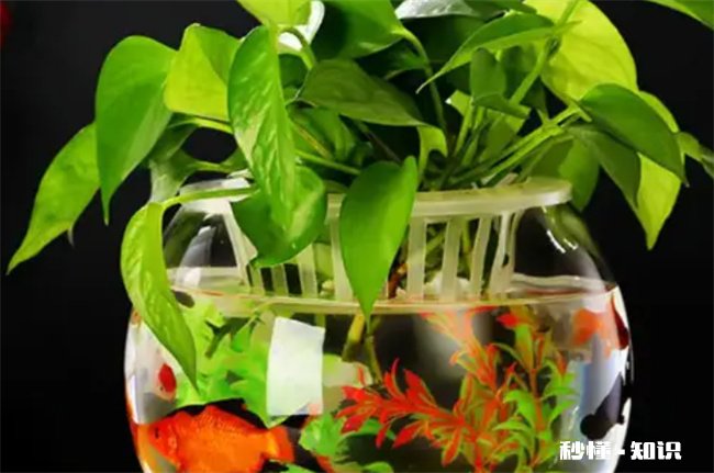 绿萝可以放鱼缸里和鱼一起养吗 绿萝有毒可以在鱼缸里和鱼一起养吗